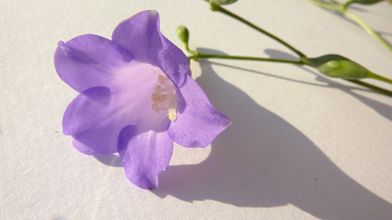Chelonanthus purpurascens: Chelonanthus purpurascens (Aubl.) L. Struwe, S. Nilsson & V. A. Albert