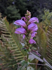 Cuthbert's turtlehead (Chelone cuthbertii)