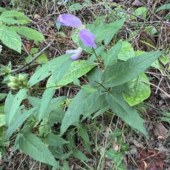Cuthbert's turtlehead (Chelone cuthbertii)