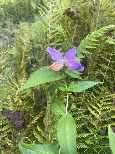 Cuthbert's turtlehead (Chelone cuthbertii)