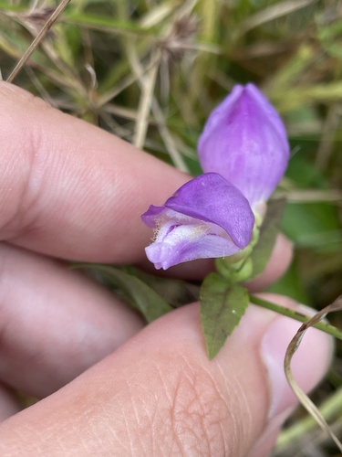 Cuthbert's turtlehead (Chelone cuthbertii)