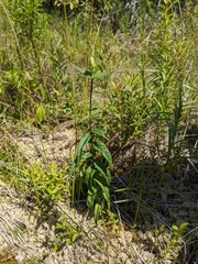 Cuthbert's turtlehead (Chelone cuthbertii)