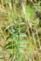 Cuthbert's turtlehead (Chelone cuthbertii)