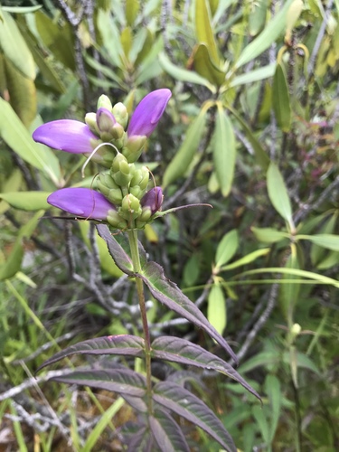 Cuthbert's turtlehead (Chelone cuthbertii)