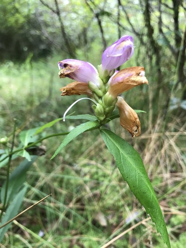 Cuthbert's turtlehead (Chelone cuthbertii)