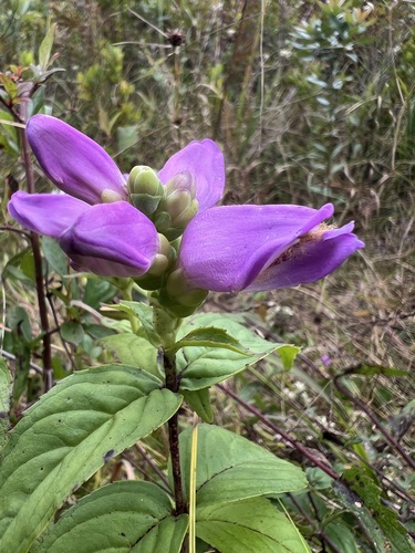 Cuthbert's turtlehead (Chelone cuthbertii)