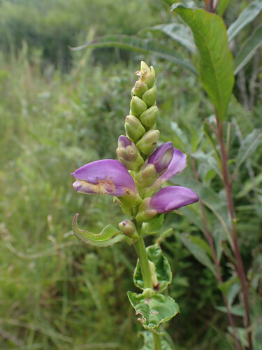 Cuthbert's turtlehead (Chelone cuthbertii)