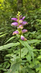 Cuthbert's turtlehead (Chelone cuthbertii)