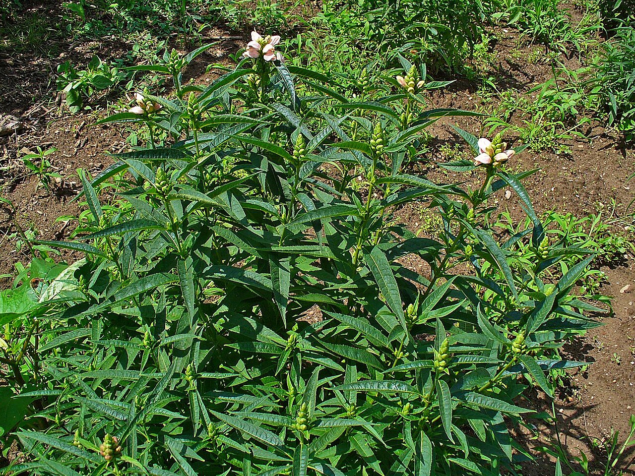 White turtlehead: Chelone glabra , Plantaginaceae, White Turtlehead, habitus. The fresh aerial parts of the plant are used in homeopathy as remedy: Chelone glabra