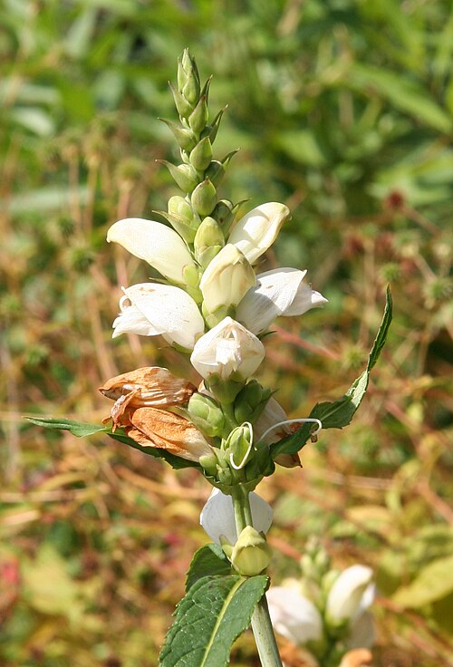 White turtlehead: Chelone glabra im Botanischen Garten Dresden