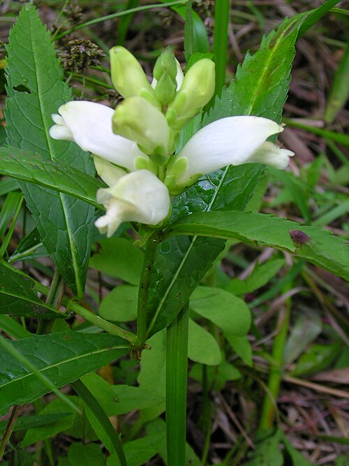 White turtlehead: Chelone glabra — Turtlehead, in flower. In Superior National Forest , Minnesota.