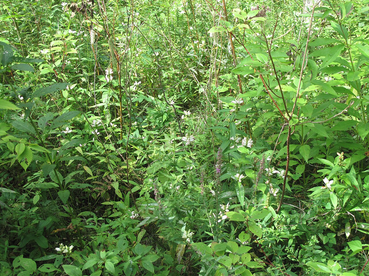 White turtlehead: Nom français : galane glabre. Nom anglais : white turtlehead. Plants en fleur (inflorescence) de galane glabre, en milieu naturel.