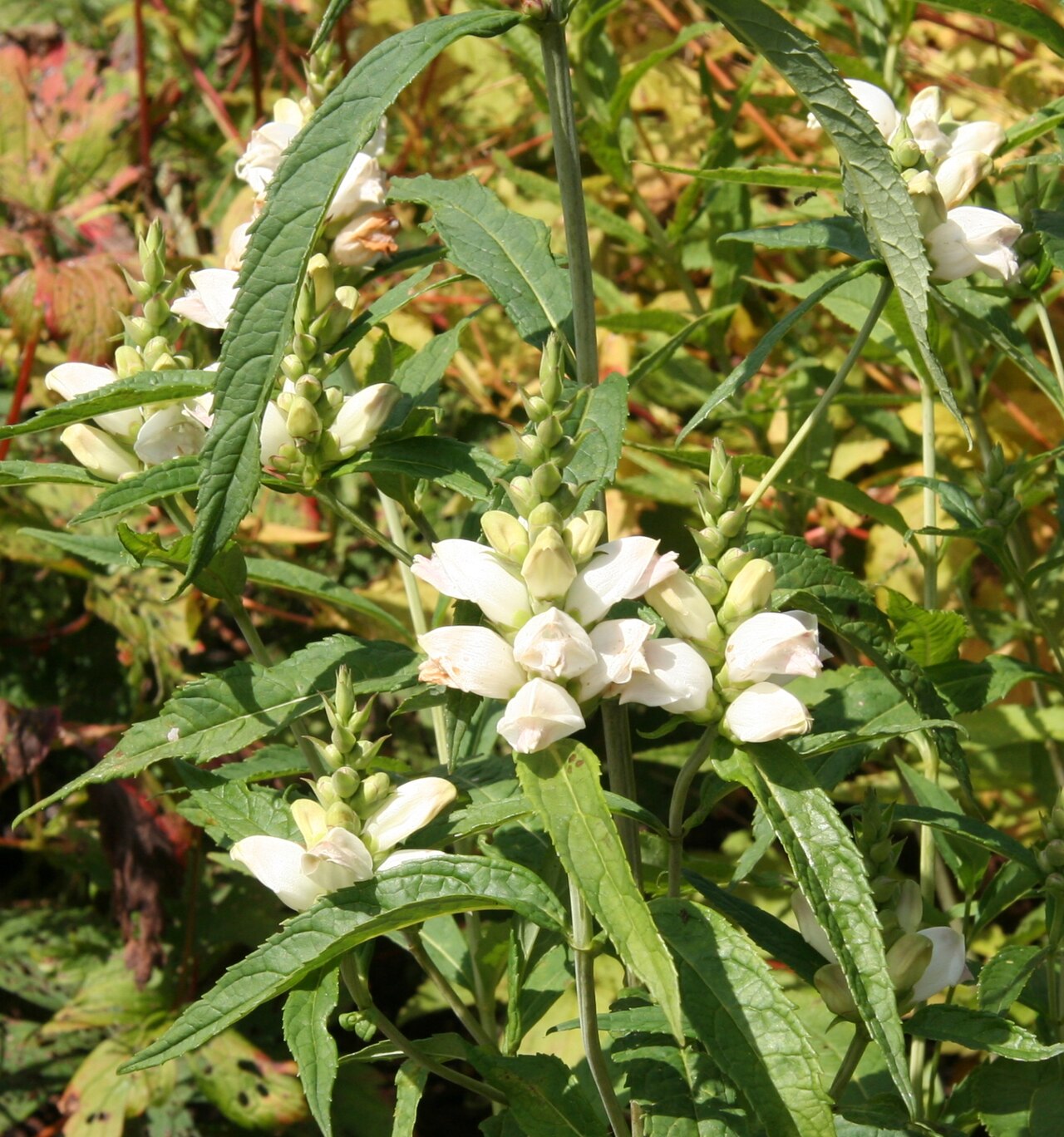 White turtlehead: Chelone glabra im Botanischen Garten Dresden