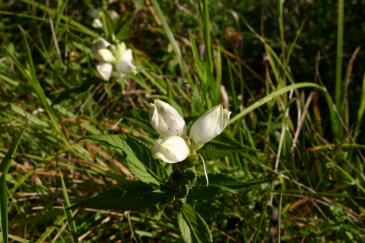 White turtlehead: Chelone glabra Dragon Run watershed in Virginia .