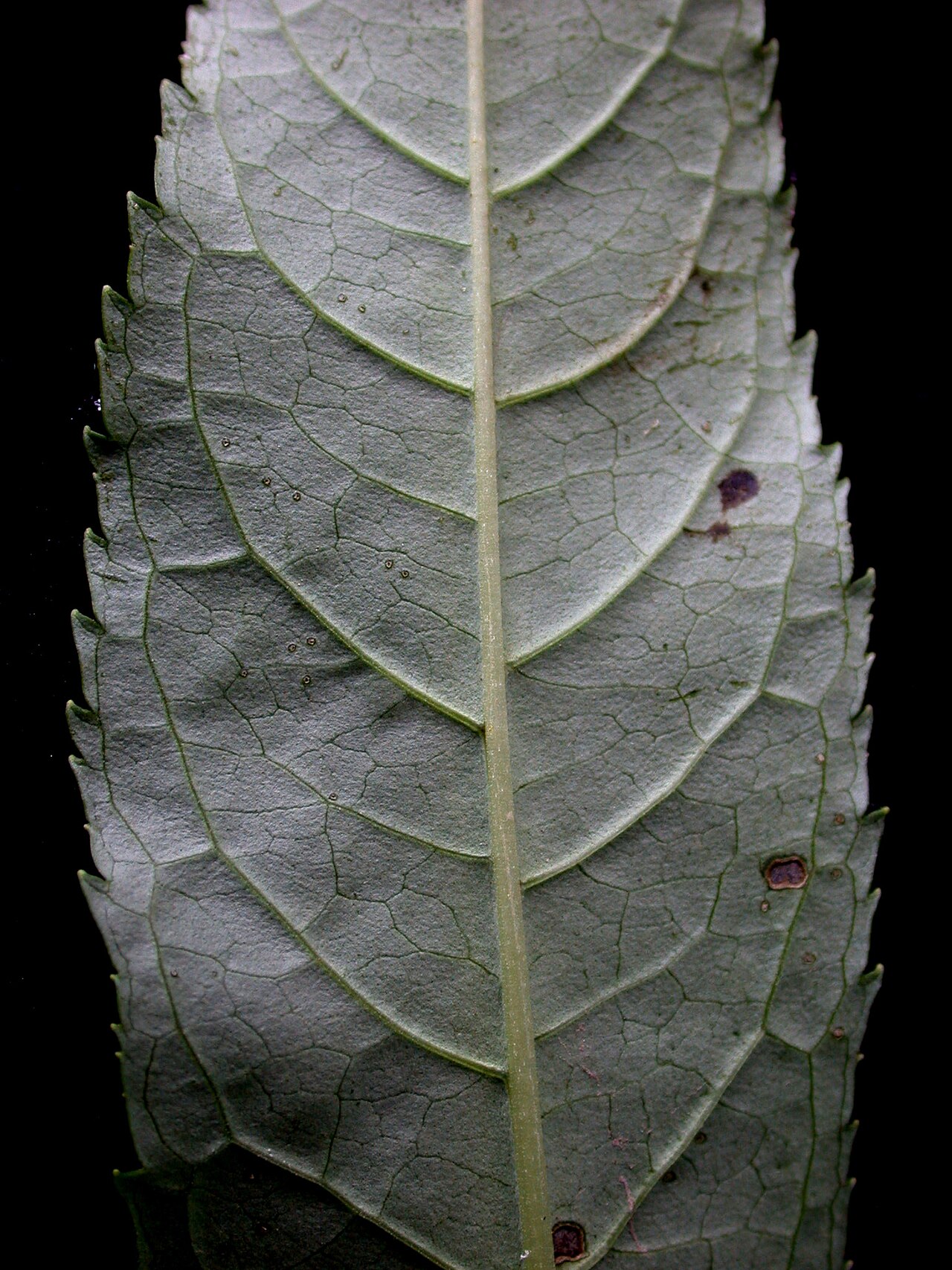 White turtlehead: Nom français : galane glabre. Nom anglais : white turtlehead. Dessous d'une feuille de galane glabre.