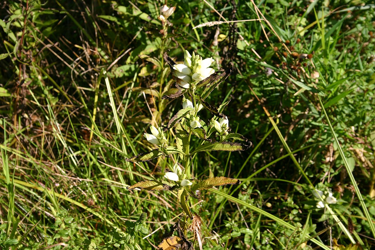 White turtlehead: Chelone glabra
