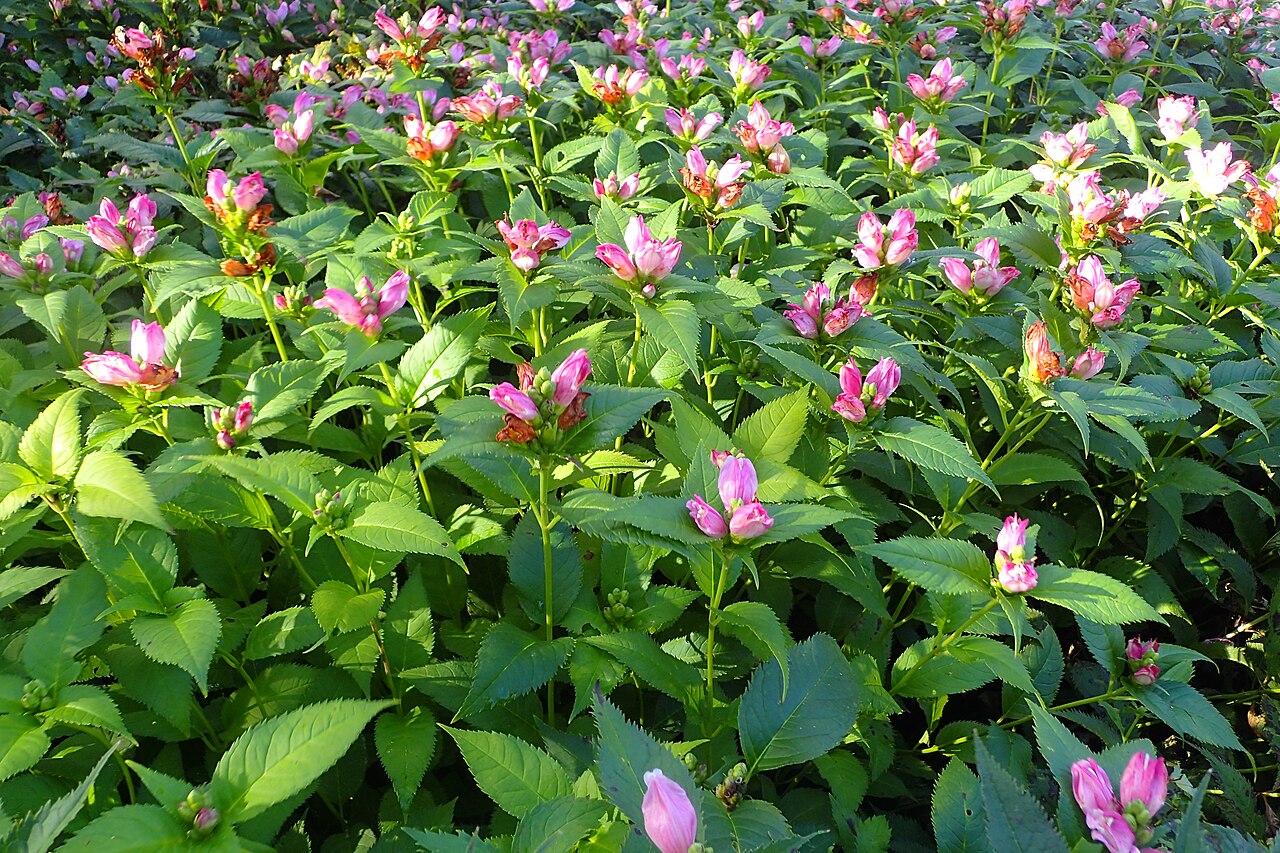 Pink turtlehead: Chelone lyonii at Chicago Botanic Garden