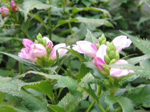 Pink turtlehead: Chelone lyonii