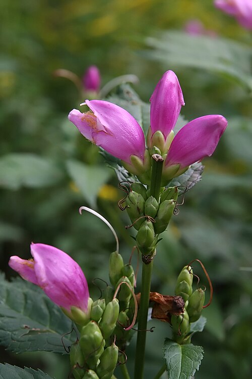 Pink turtlehead: Location taken: North Carolina Arboretum, Asheville, NC. Names: Chelone lyonii Pursh, Lyons Turtlehead, Pink Turtlehead, Red Turtlehea Classification: Plantae >
