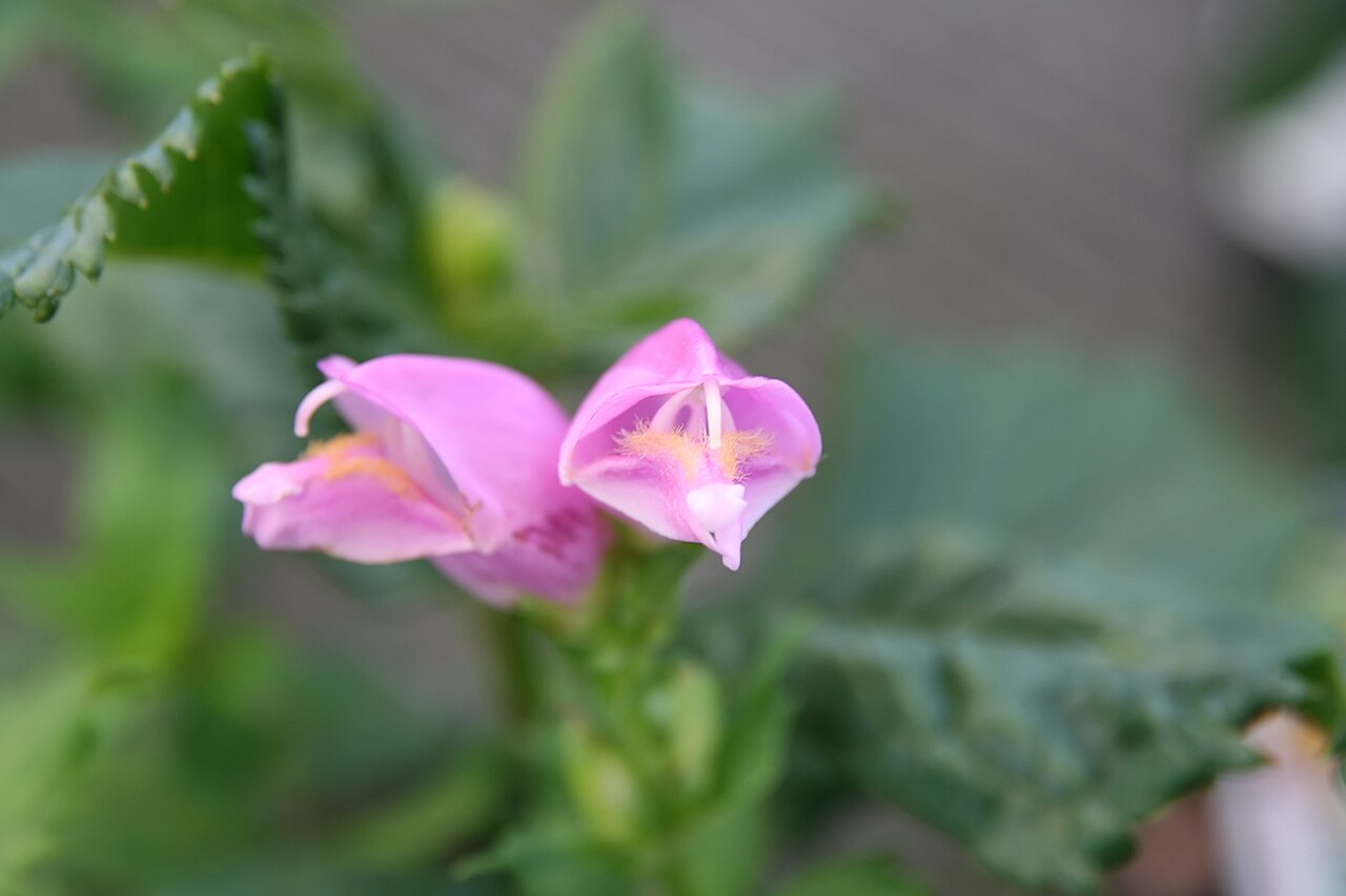 Pink turtlehead: Location taken: Merrifield Garden Center, Fairfax VA USA. Names: Chelone lyonii 'Hot Lips' , Hot Lips Turtlehead, Lyons Turtlehead, Pink Turtlehea Classificatio