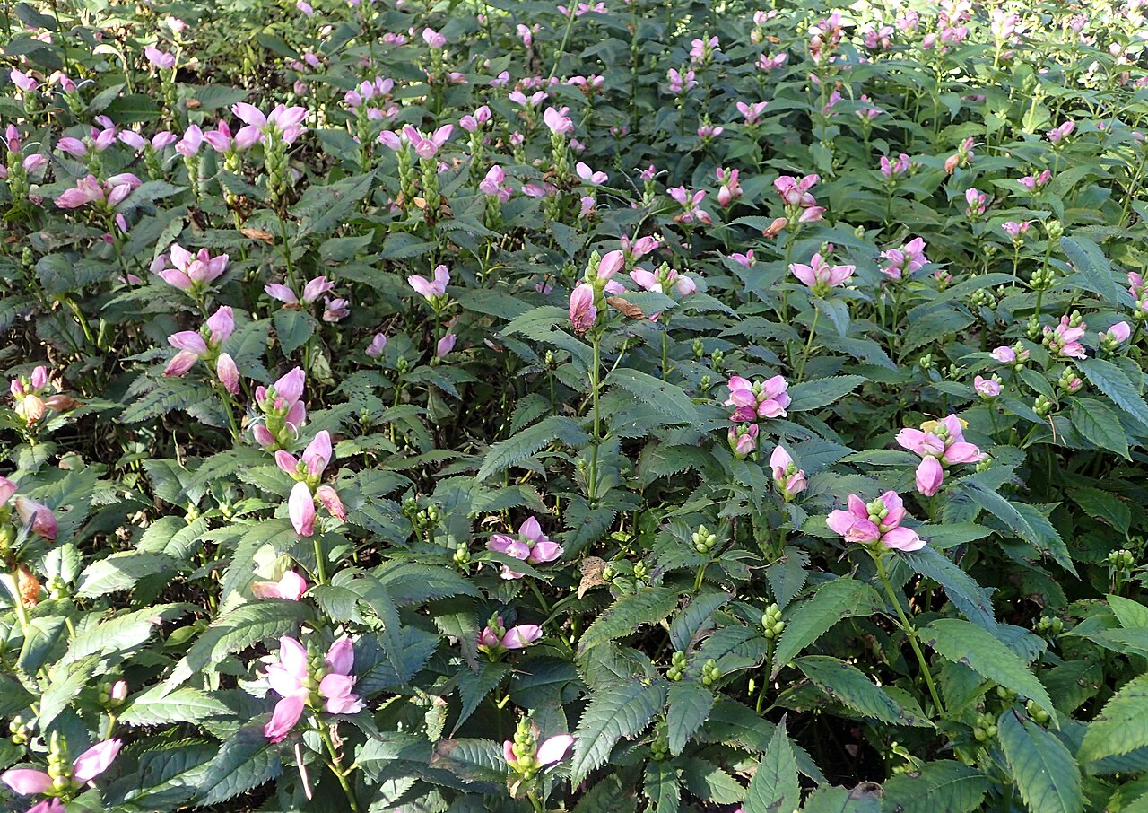 Pink turtlehead: Chelone lyonii at Chicago Botanic Garden
