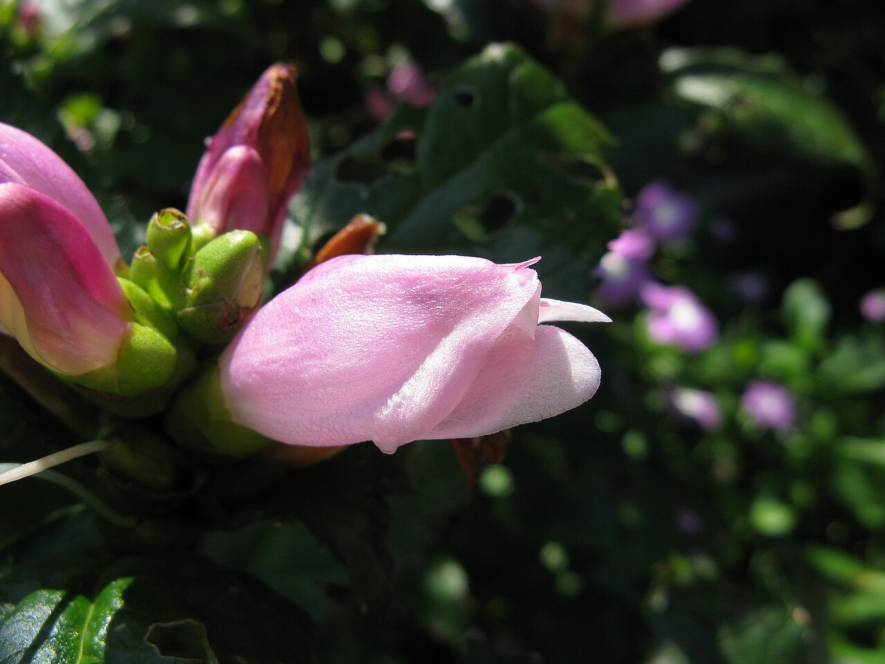 Pink turtlehead: ジャコウソウモドキ