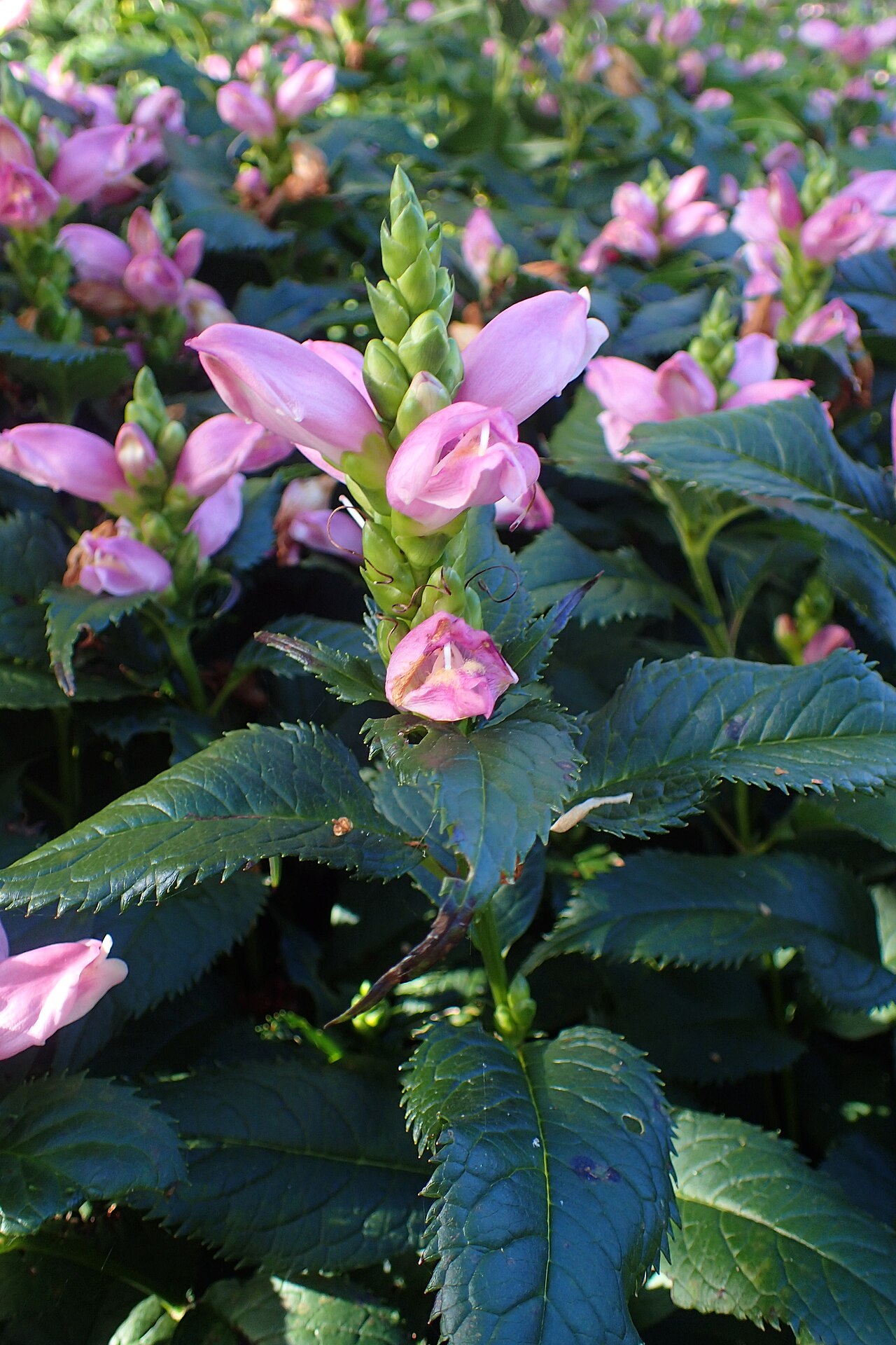 Pink turtlehead: Chelone lyonii at Chicago Botanic Garden