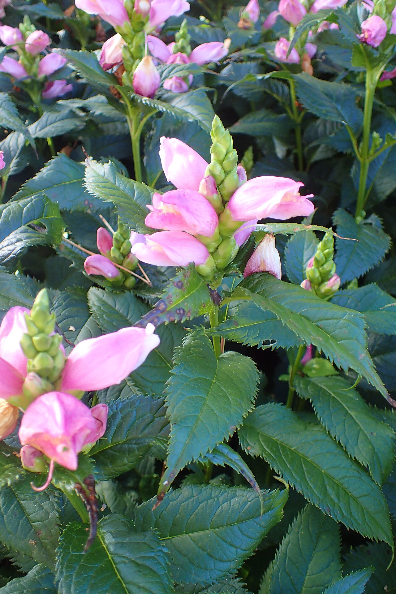 Pink turtlehead: Chelone lyonii at Chicago Botanic Garden