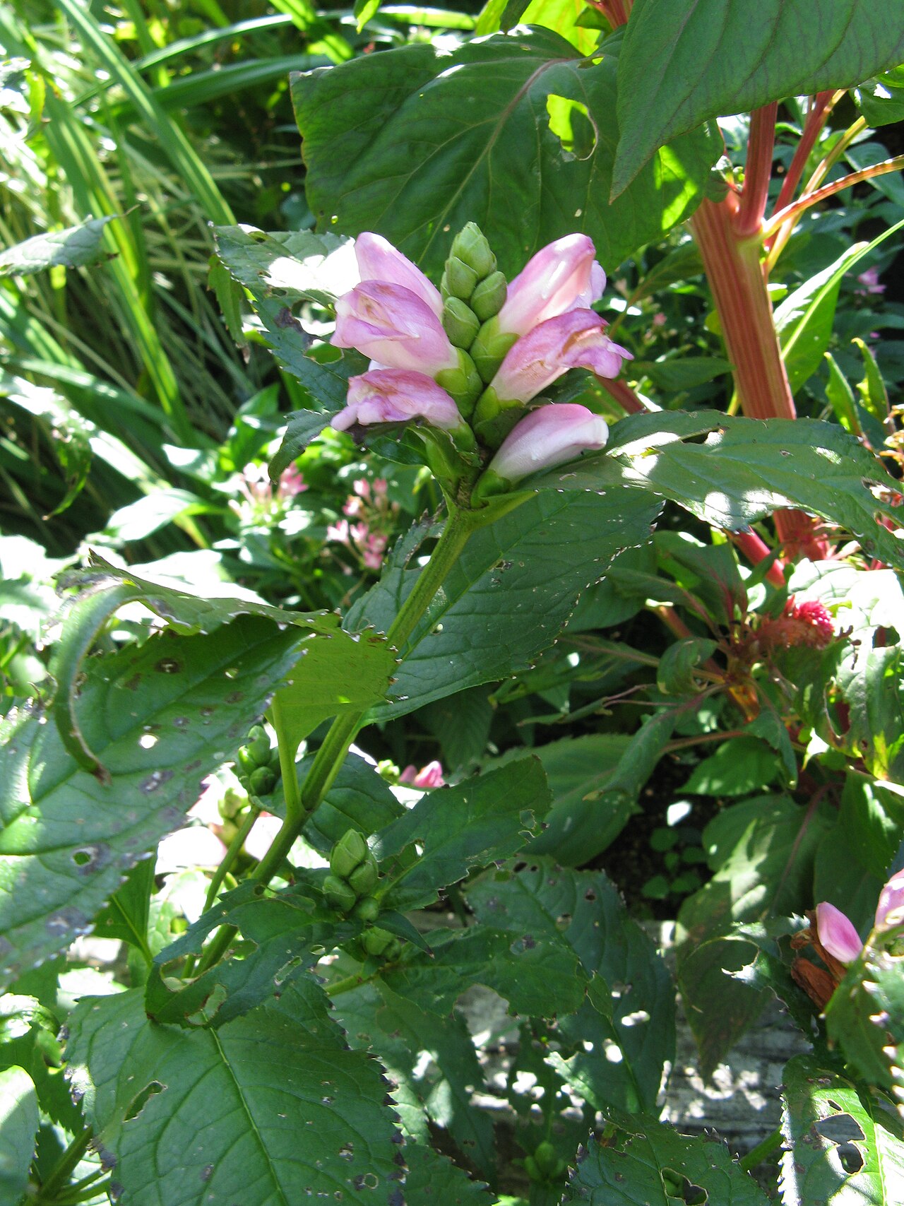 Pink turtlehead: ジャコウソウモドキ