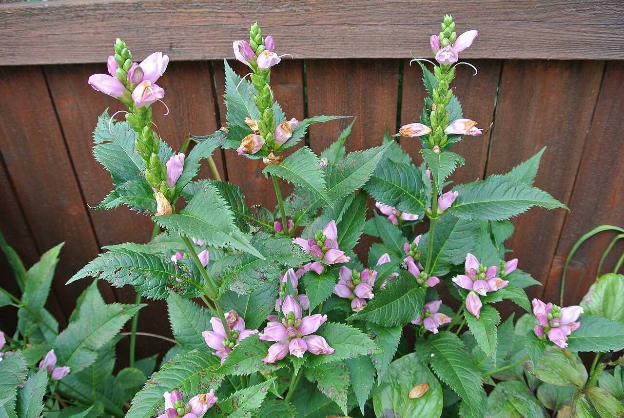 Pink turtlehead: Chelone lyonii flowering in the garden of botanist Robert R. Kowal in Madison, Wisconsin