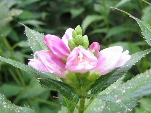 Pink turtlehead: Chelone lyonii