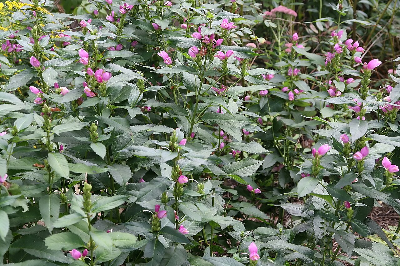 Pink turtlehead: Location taken: North Carolina Arboretum, Asheville, NC. Names: Chelone lyonii Pursh, Lyons Turtlehead, Pink Turtlehead, Red Turtlehea Classification: Plantae >