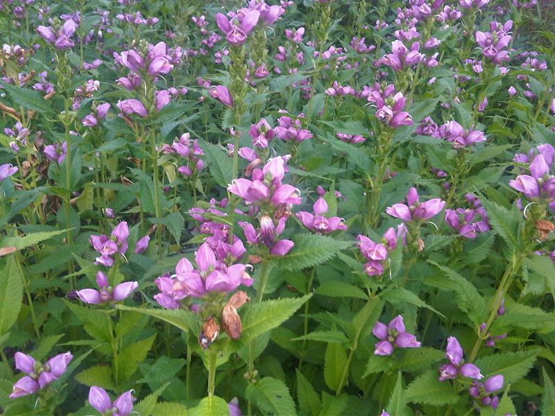 Red turtlehead: Chelone obliqua flowers at the WWT London Wetland Centre, England.