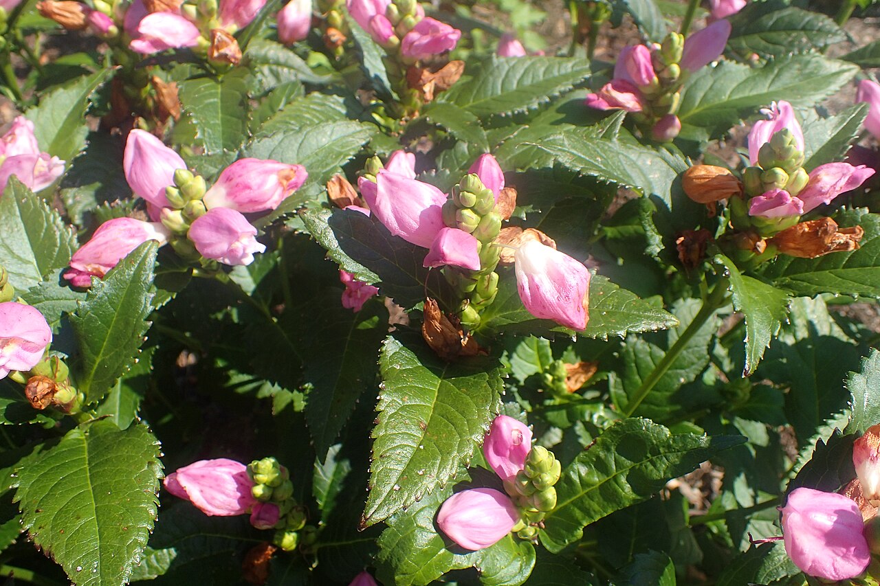 Red turtlehead: Chelone obliqua 'Rosea' in the Missouri Botanical Garden, St. Louis