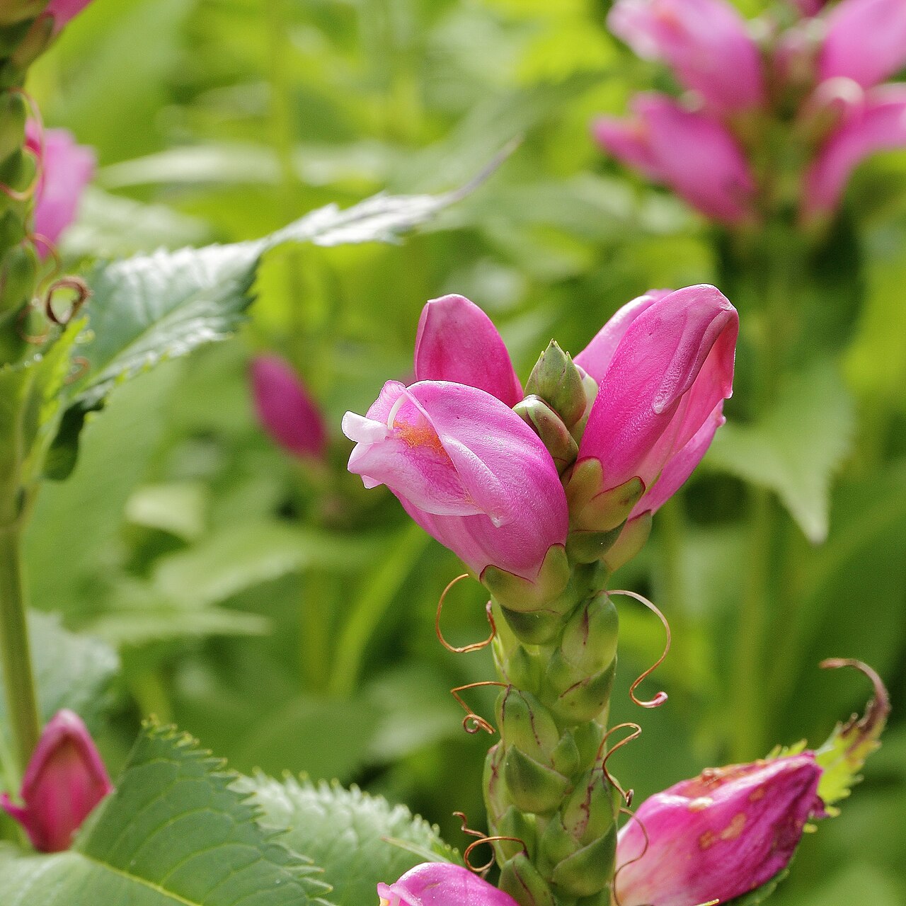 Red turtlehead: Chelone obliqua i Västerås botaniska trädgård.