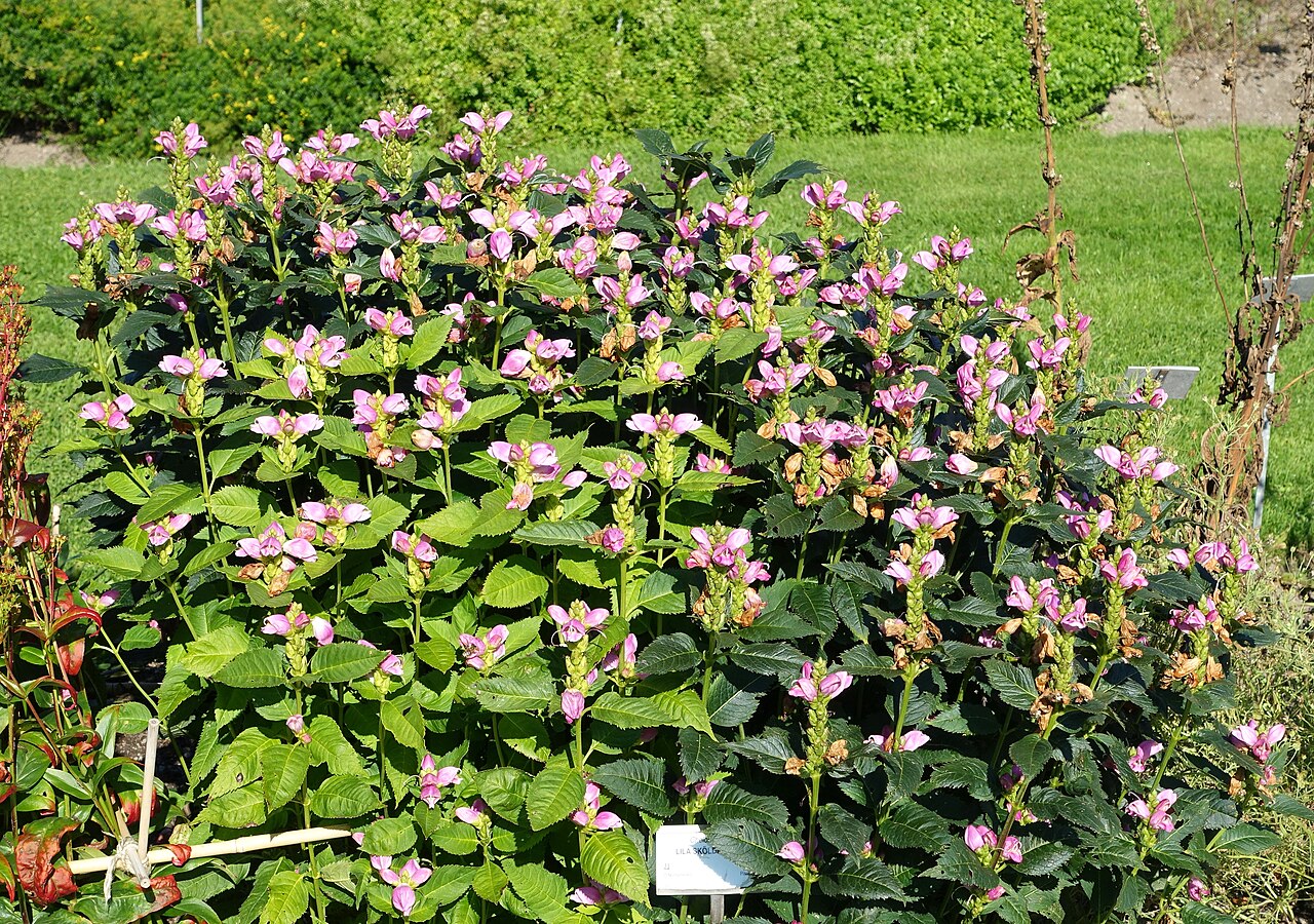 Red turtlehead: Botanical specimen in the Bergianska trädgården - Stockholm, Sweden.