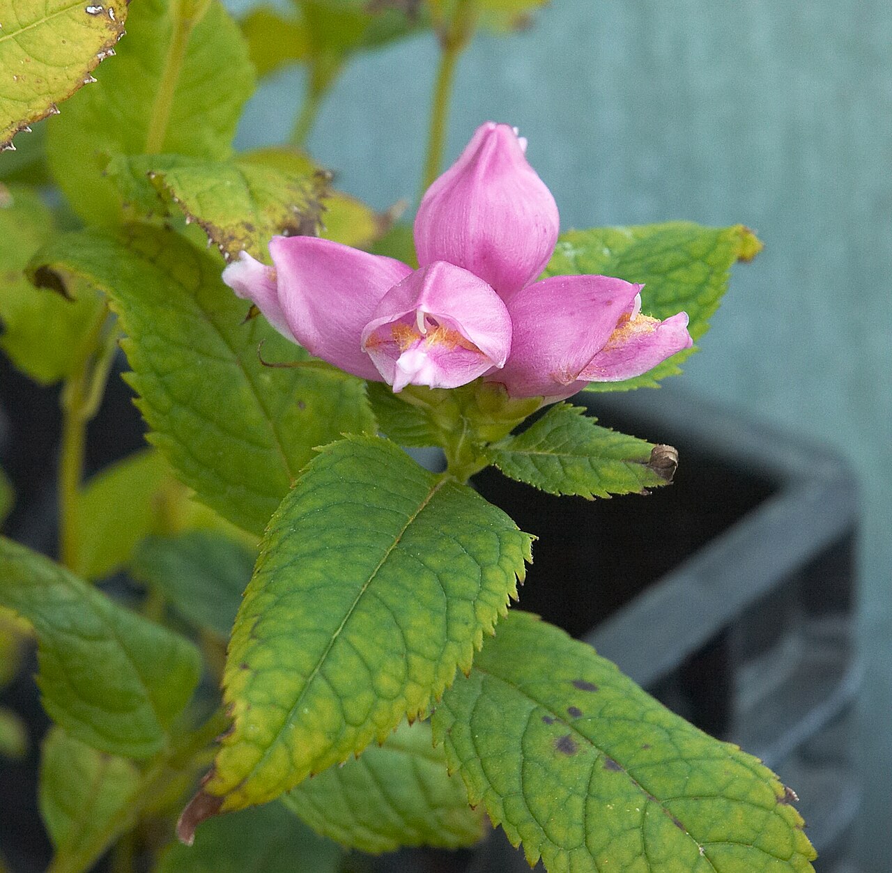 Red turtlehead: Chelone obliqua. Photo taken in Belgium.