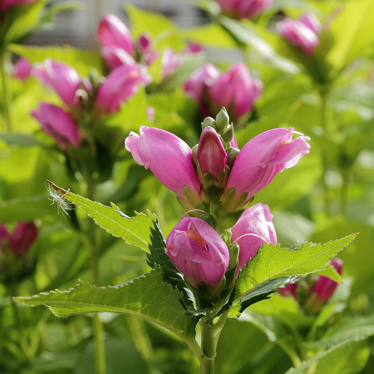 Red turtlehead: i Västerås botaniska trädgård.