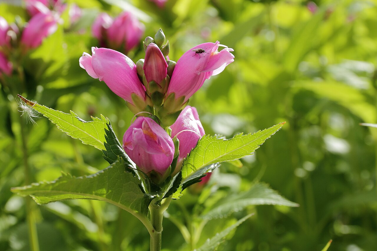 Red turtlehead: Chelone obliqua i Västerås botaniska trädgård.