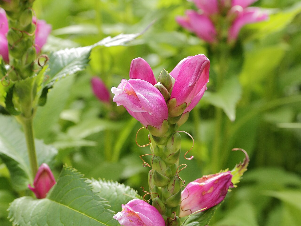 Red turtlehead: Chelone obliqua i Västerås botaniska trädgård.