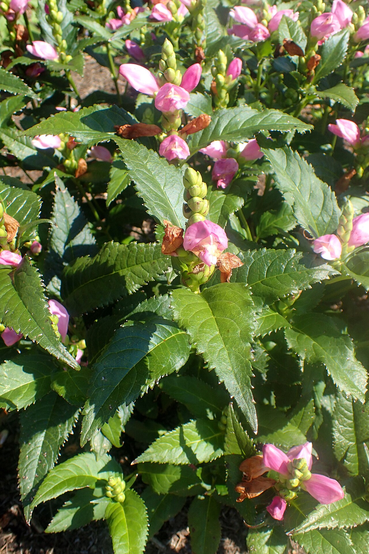 Red turtlehead: Chelone obliqua 'Rosea' in the Missouri Botanical Garden, St. Louis