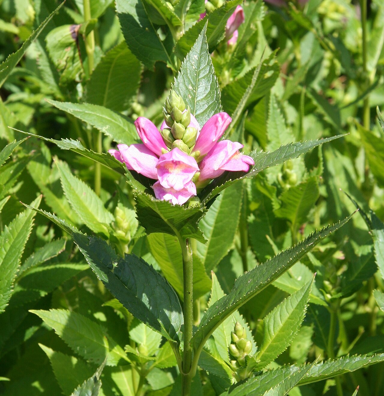 Red turtlehead: Chelone_obliqua (subsp. obliqua ) im Botanischen Garten Dresden