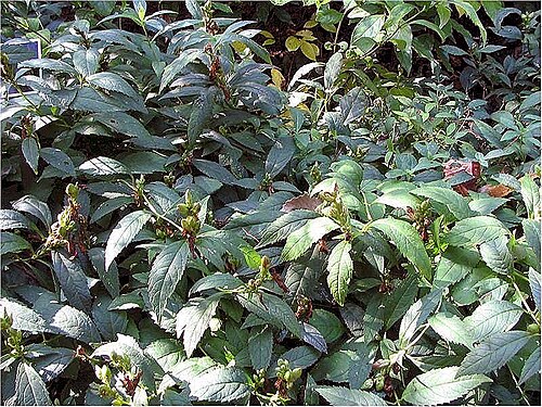 Red turtlehead: Names: Chelone obliqua L., Purple Turtlehead, Red Turtlehead, Schiefe Schildblum Classification: Plantae > Magnoliophyta > Magnoliopsida > Lamiales > Plantagina