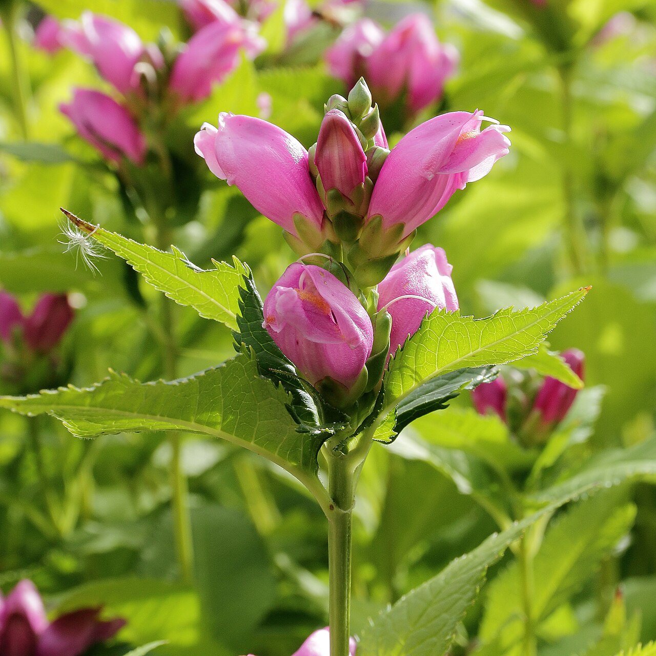 Red turtlehead: Chelone obliqua i Västerås botaniska trädgård.
