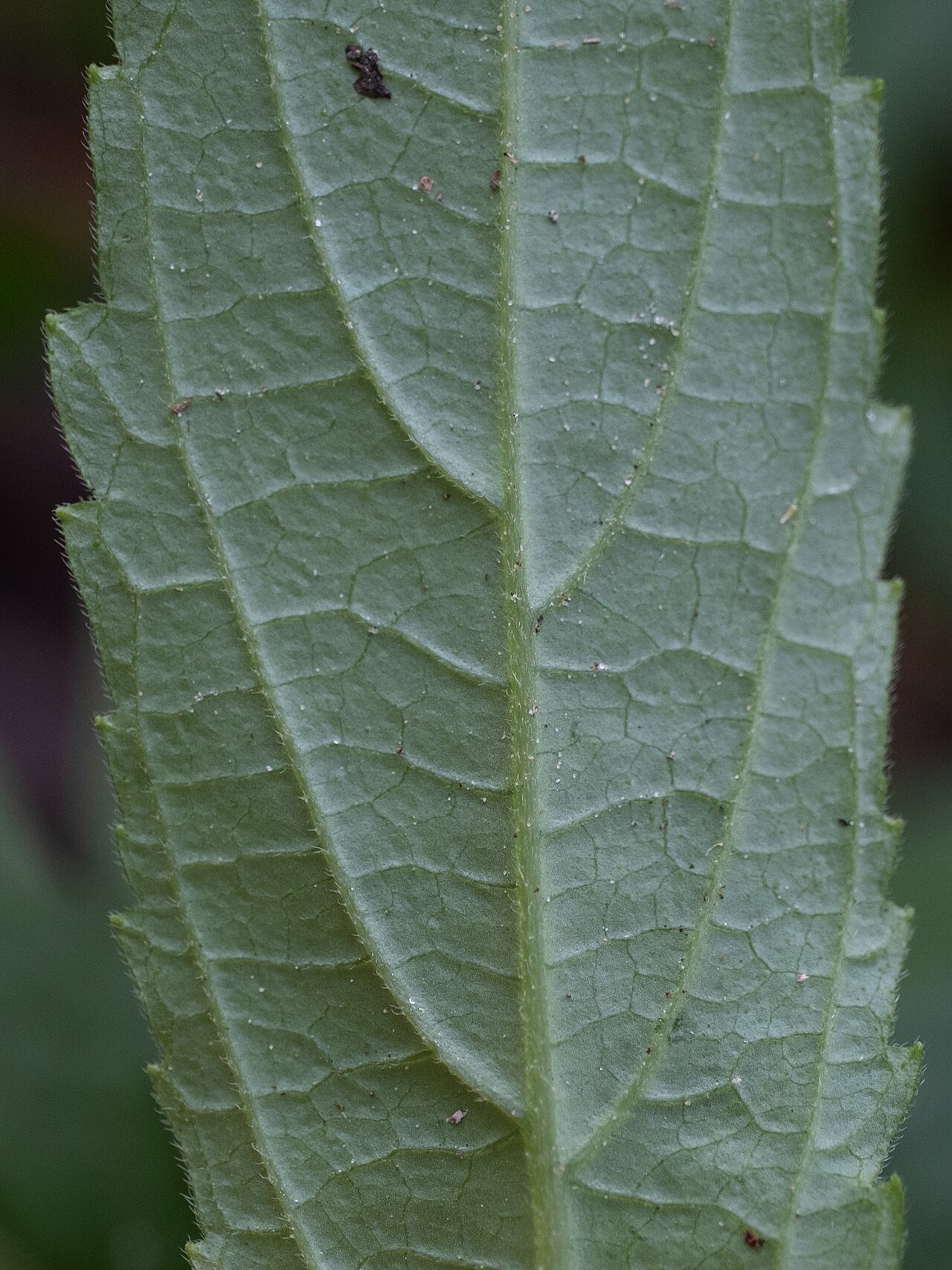 Chelonopsis deflexa: Chelonopsis deflexa in Taiwan