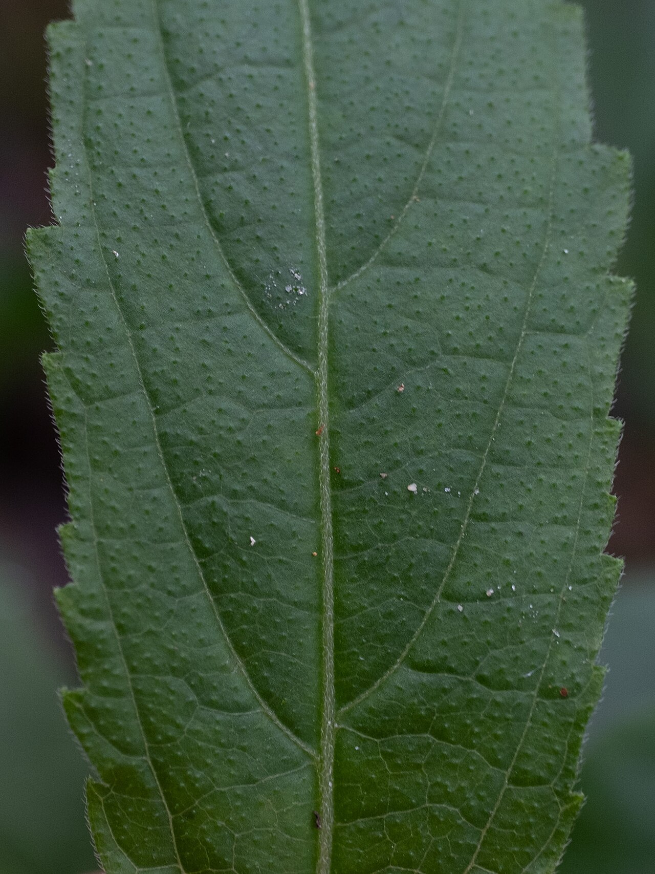 Chelonopsis deflexa: Chelonopsis deflexa in Taiwan
