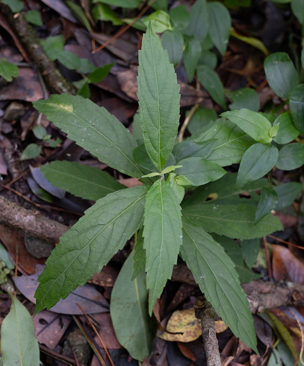 Chelonopsis deflexa: Chelonopsis deflexa in Taiwan
