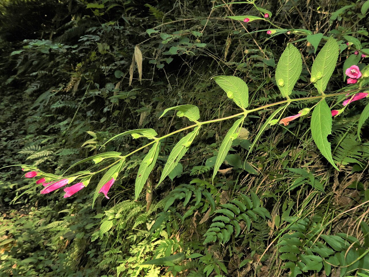 Chelonopsis longipes: Chelonopsis longipes , Izu Peninsula, Shizuoka pref., Japan