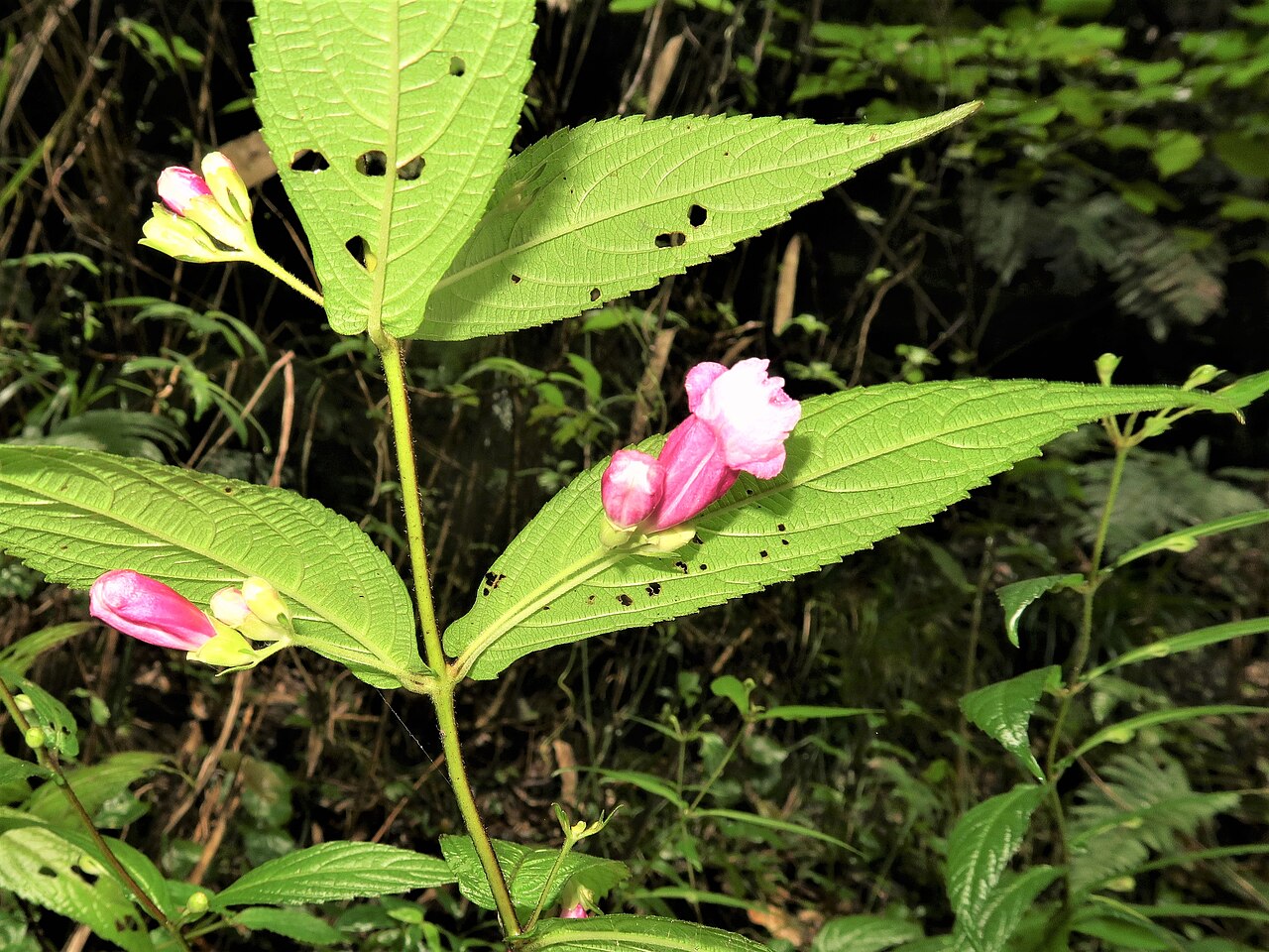 Chelonopsis longipes: Chelonopsis longipes , Izu Peninsula, Shizuoka pref., Japan