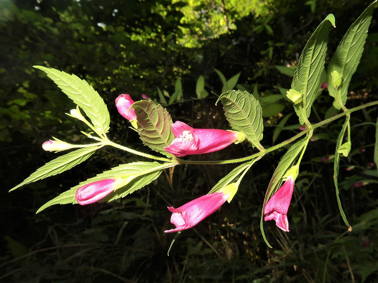 Chelonopsis longipes: Chelonopsis longipes , Izu Peninsula, Shizuoka pref., Japan